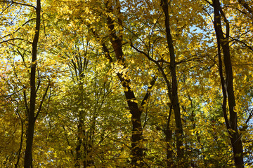 Autumn Fall Season of Brightly Colored Leaves and Blue Sky Thanksgiving Halloween