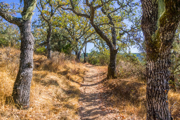 Hiking trail lined up with oak trees in Palo Alto Foothills Park, San Francisco bay area, California