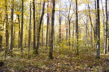 Autumn Fall Season of Brightly Colored Leaves and Blue Sky Thanksgiving Halloween