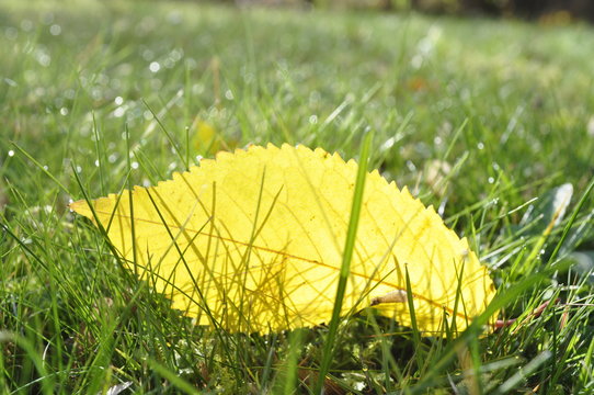 Der Herbst ist da Herbstblatt