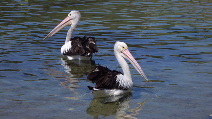 CLOSE UP: Adorable Australian pelicans swimming in the crystal clear river