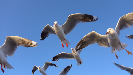 CLOSE UP: Group of cute, curious seagulls catching food while flying