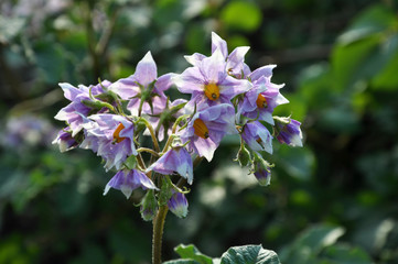 In the field bloom potatoes