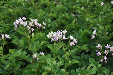 In the field bloom potatoes