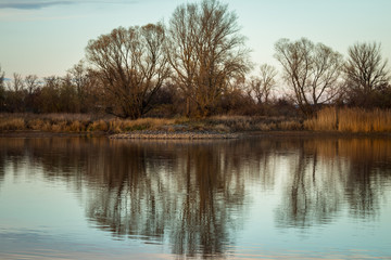 Fototapeta na wymiar big trees are reflected in a lake