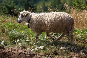 Obraz premium Grazing sheep