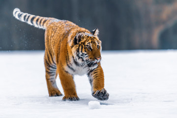 Siberian Tiger in the snow (Panthera tigris)