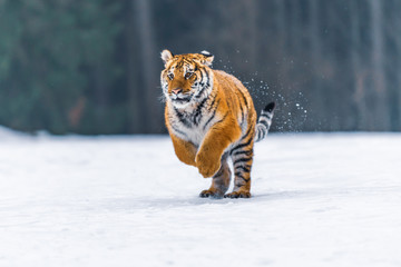 Siberian Tiger in the snow (Panthera tigris)