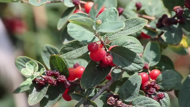 Cotoneaster Plant