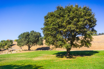 Fototapeta na wymiar Maple and oak trees growing on a green meadow, Palo Alto Foothills Park, San Francisco bay area, California