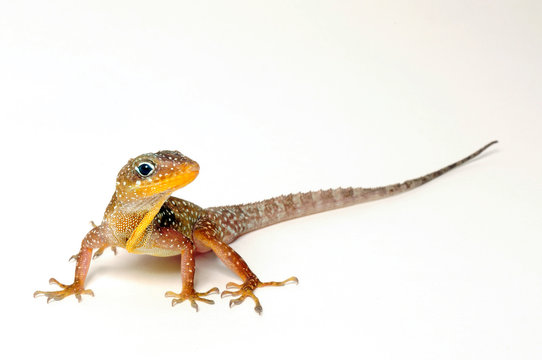 Dominica Anolis (Anolis oculatus) - Dominican anole