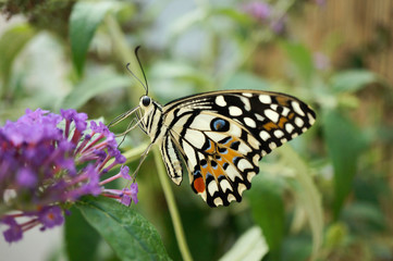 Tropischer Schmetterling - Zitronen Schmetterling