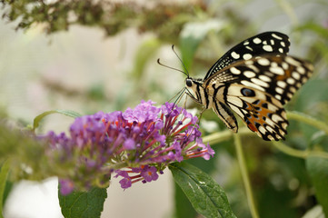 Tropischer Schmetterling - Zitronen Schmetterling