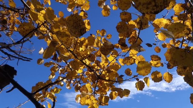 ZITTERPAPPEL . ZITTERN WIE ESPENLAUB