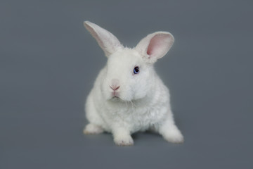 Miniature white rabbit isolated on grey background