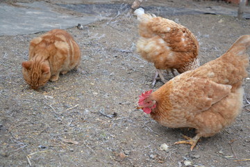 Red cat stealing chicken food