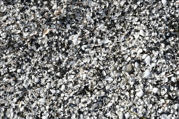 Muscheln als maritimer Hintergrund