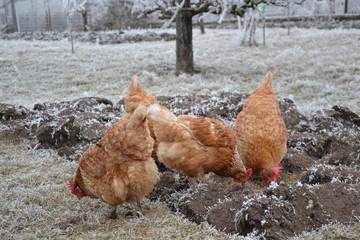 brown hen in a frozen winter garden
