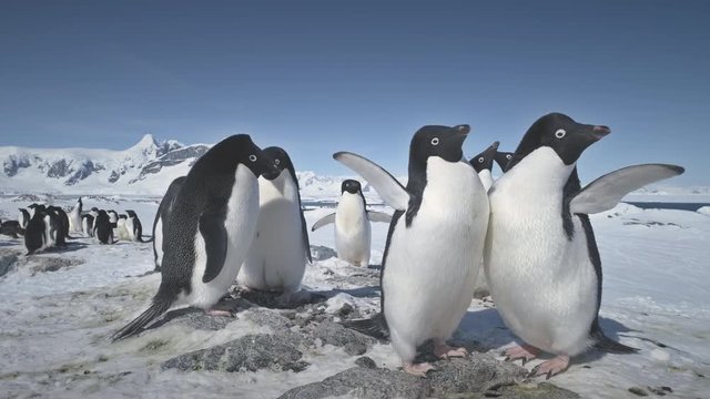 Battle Of Two Penguins. Fight In Close-up View. Antarctica Polar Landscape. Adelie Penguins Colony On Snow Covered Land. Instincts Of Wild Animals. Mighty Antarctic Mountains Background. 4k Footage.