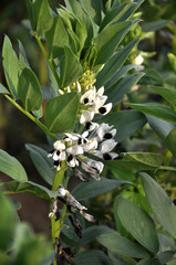 Obraz premium The field is blooming Vicia faba