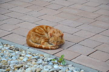 Huddled red cat sleeping on a tile sidewalk