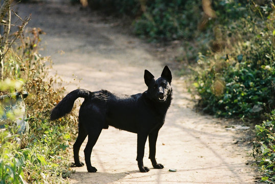 Stra&szlig;enhund