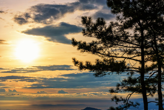 Fototapeta Beautiful nature landscape of silhouette the Kesiya tree and the sun on golden sky background during sunrise