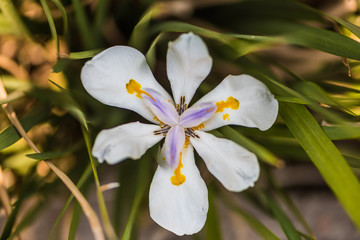 Flores