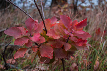 maple leaves in autumn