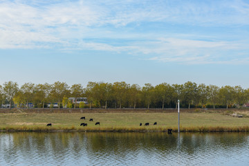 Group of cow are eating and seeking a food on the field of riverside of Meuse river in Venlo, Netherlands.
