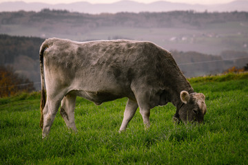 Kuh beim Essen auf der Wiese