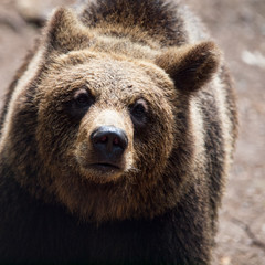 Brown bear. Close-up view.