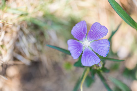 Flores