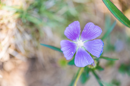 Flores