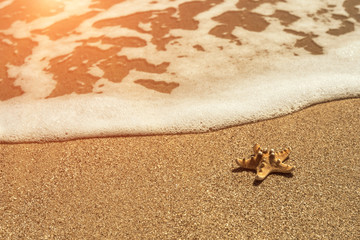 starfish on sea sandy beach at sunset.