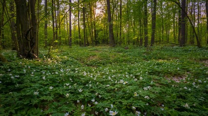Obraz na płótnie Canvas Natural spring forest with blooming anemone flowers