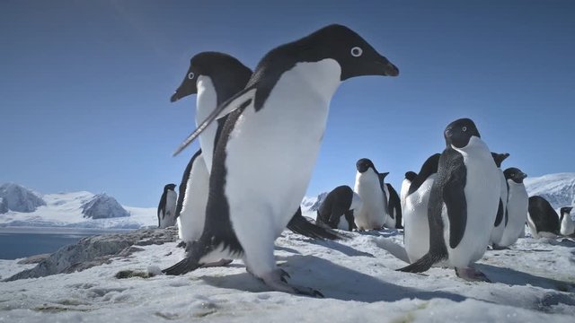 Penguins Couple Playing on Snow. Funny Male, Female Birdes. Antarctica Winter Landscape. Close-up Two Adelie Penguins Standing On Snow, Ice Covered Land. Behavior Of Wild Animals. 4k Footage.