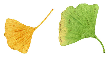 Naklejka premium Hand drawn watercolor painting of ginkgo leaves. Botanical illustration of ginkgo biloba leaves isolated on white background. Set 1 of 3.
