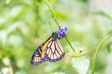 Mariposa