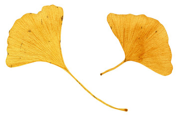 Naklejka premium Hand drawn watercolor painting of ginkgo leaves. Botanical illustration of ginkgo biloba leaves isolated on white background. Set 3 of 3.