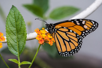 Mariposa