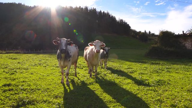 vacas