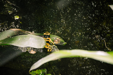 Gelbgebänderter Baumsteiger Frosch