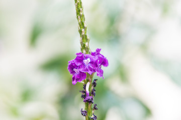 Fototapeta premium Flores