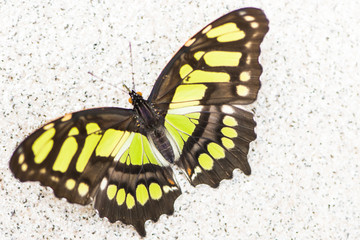 Mariposa