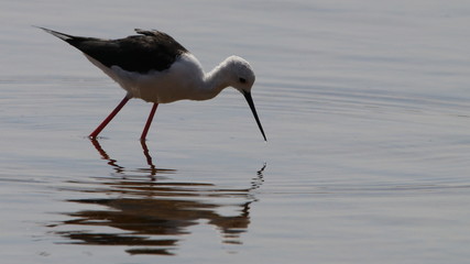 bird, water, nature, heron, wildlife, animal, wild, beak, egret, stilt, black, reflection, birds, white, shorebird, lake, ocean, sea, sandpiper, black-winged stilt, feathers, wader, avian, beach, flor