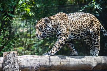 Jaguar © Gonzalo