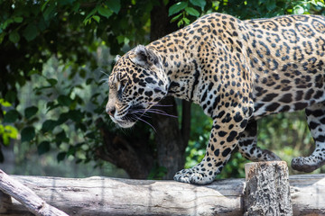 Jaguar © Gonzalo