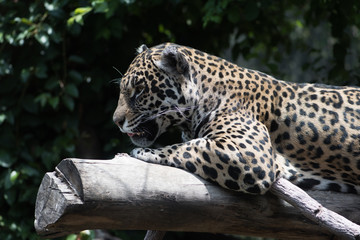 Jaguar © Gonzalo