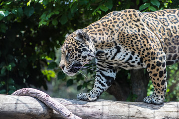 Jaguar © Gonzalo